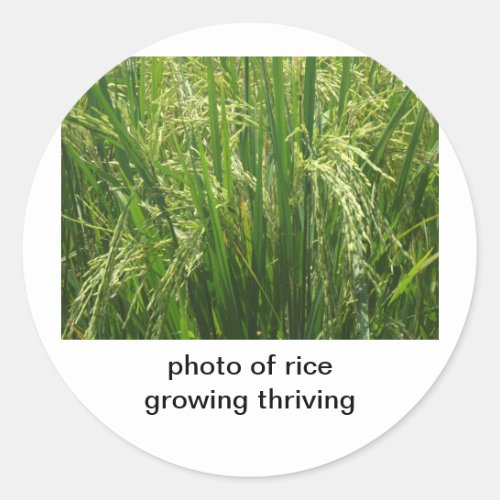 photo of rice growing thriving classic round sticker