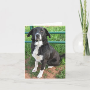 Photo of shelter dog card