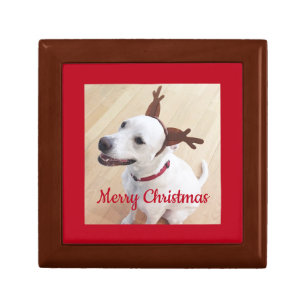 Photo of Smiling White Reindeer Dog Christmas Red Gift Box