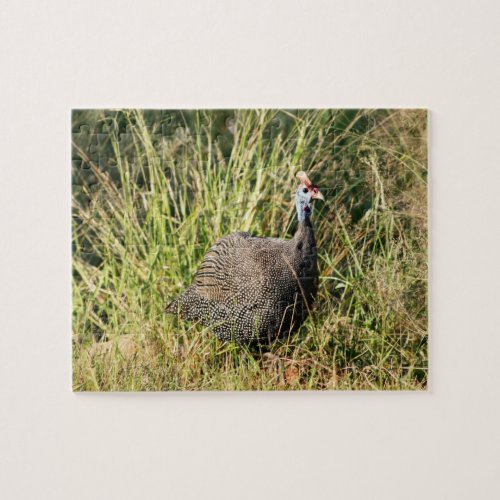 Photo of South African Lowveld Guinea Fowl Bird Jigsaw Puzzle