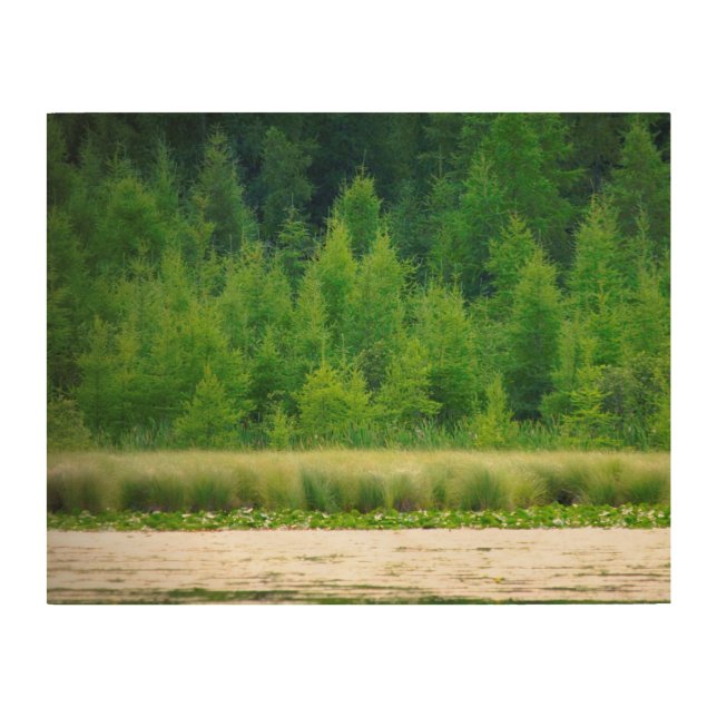 Photo of Tamarack Trees Printed on Wood Wood Wall Art (Front)