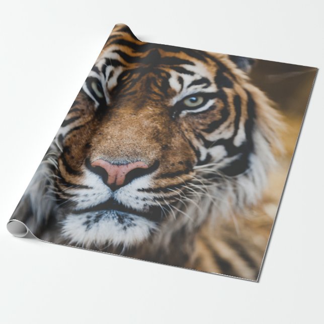 PHOTO OF TIGER'S FACE WRAPPING PAPER (Unrolled)
