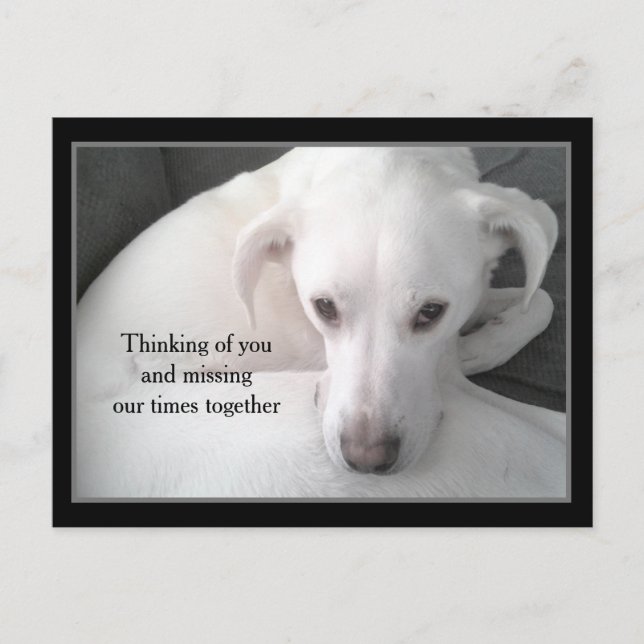 Photo of Unique White Labrador Retriever Mix Dog P Postcard (Front)