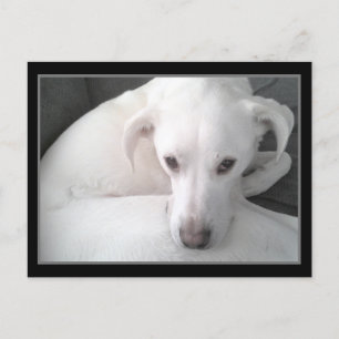 Photo of Unique White Labrador Retriever Mix Dog Postcard