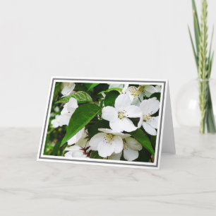 Photo of White Cherry Blossoms With Green Foliage Card