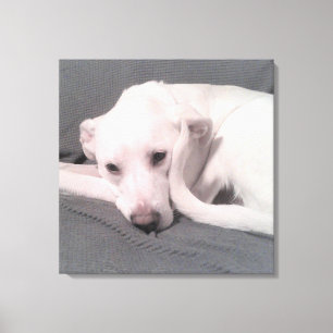 Photo of White Dog With Curvy Tail Against Face Ca Canvas Print