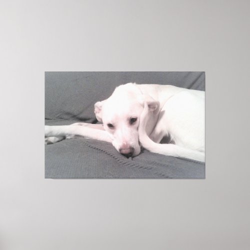 Photo of White Dog With Curvy Tail Against Face Canvas Print