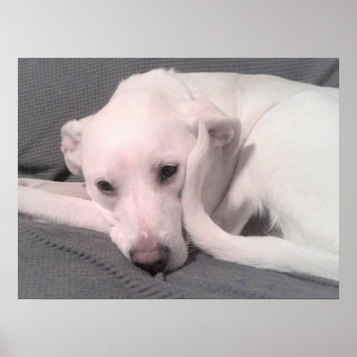Photo of White Dog With Curvy Tail Against Face Poster