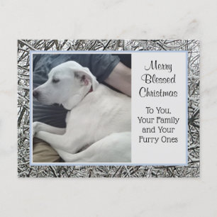 Photo of White Dog with Dad Winter Snow Christmas Holiday Postcard