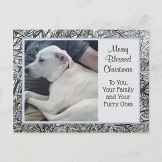 Photo of White Dog with Dad Winter Snow Christmas Holiday Postcard