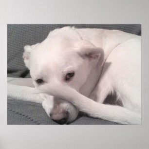 Photo of White Dog With Tail on Face Gray Poster
