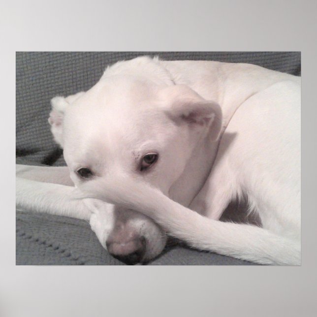 Photo of White Dog With Tail on Face Gray Poster (Front)