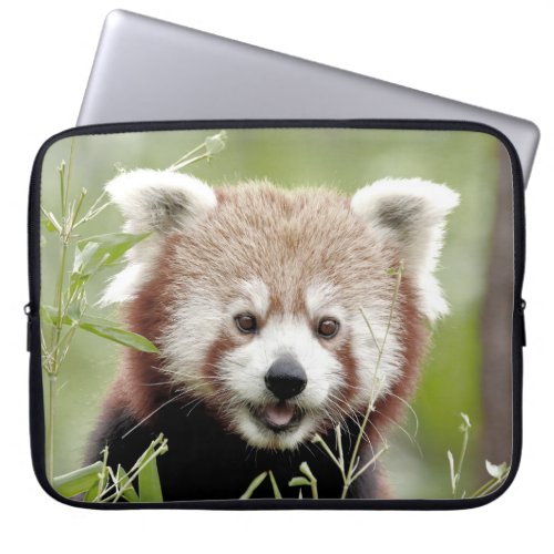 Photo panda  animals laptop cases  