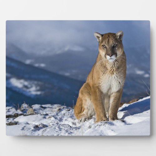 Photo Plaque_Mountain Lion Plaque