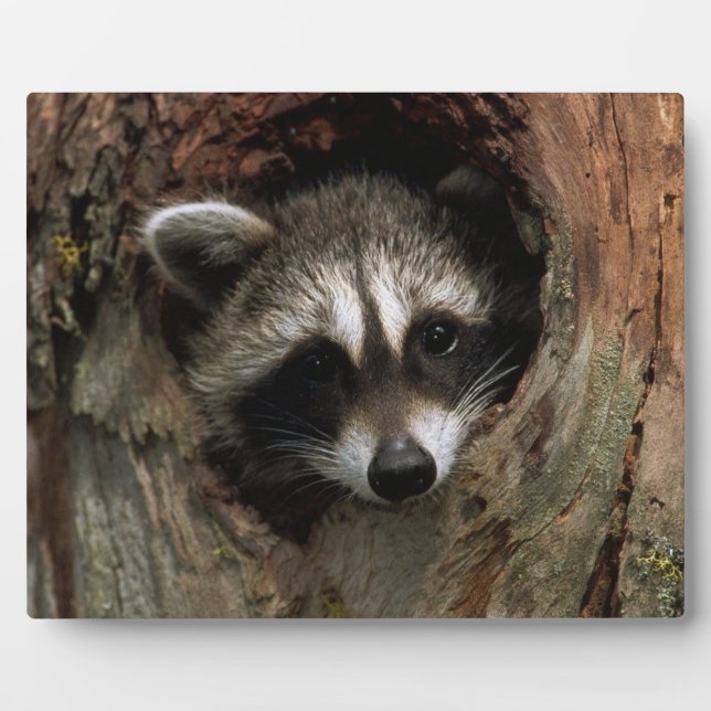 Photo Plaque-Raccoon In Tree Plaque (Front)