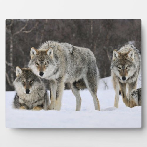 Photo Plaque_Wolves Plaque