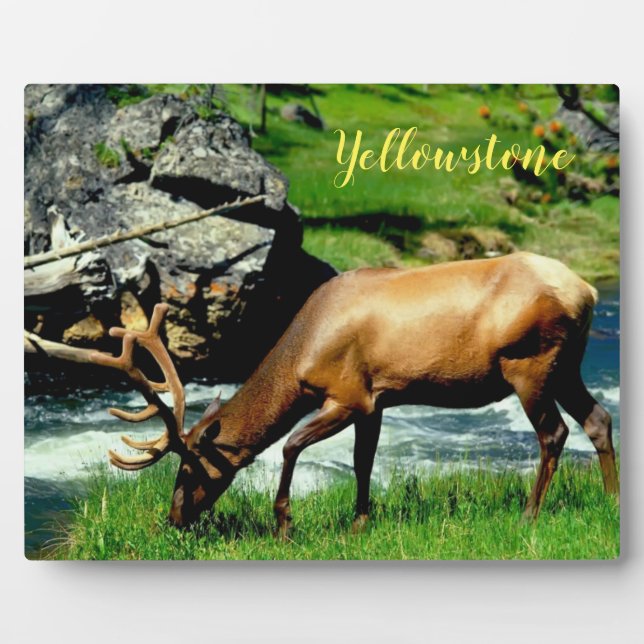 Photo Plaque-Yellowstone Elk Plaque (Front)