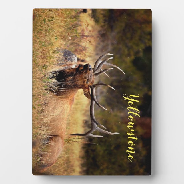 Photo Plaque-Yellowstone Elk Plaque (Front)