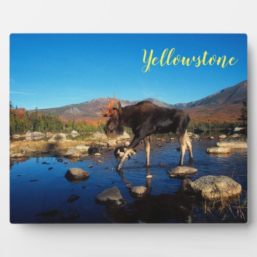 Photo Plaque_Yellowstone Moose Plaque