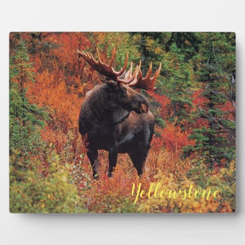 Photo Plaque_Yellowstone Moose Plaque