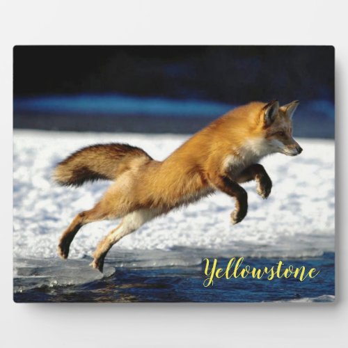 Photo Plaque_Yellowstone Red Fox Plaque