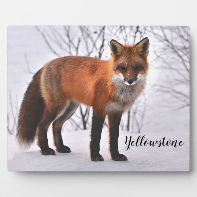 Photo Plaque-Yellowstone Red Fox Plaque (Front)