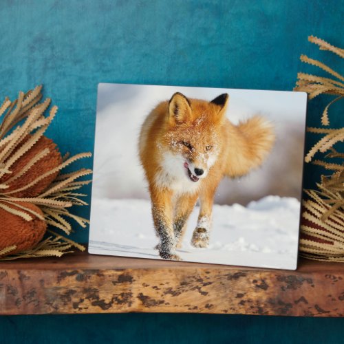 Photo Plaque_Yellowstone Red Fox Plaque