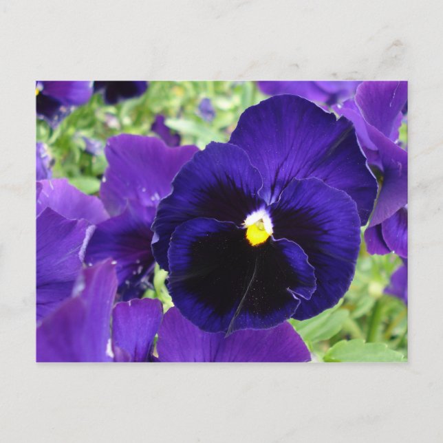 Photo post card "Dark blue flowers" (Front)