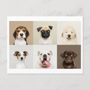 Photo Postcard of Cute Puppies