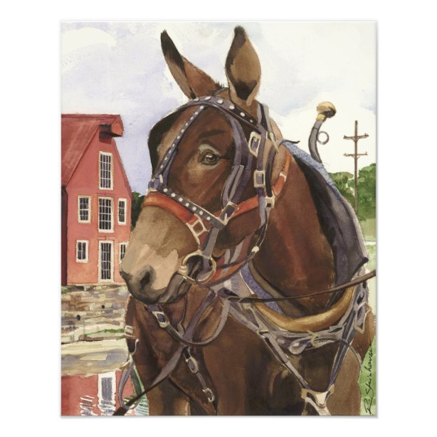 Mule Art & Wall Décor Zazzle