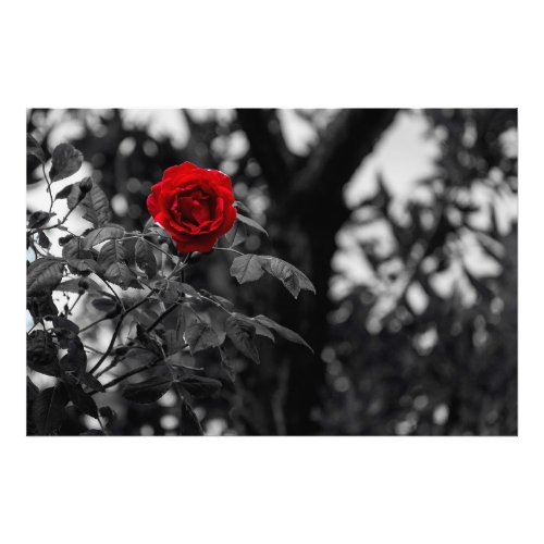Photo poster red colored rose on black white photo