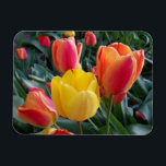 Photo Premium Magnet<br><div class="desc">You can create your own photo magnet souvenir by replacing my image of tulips with your own digital photo. Create a nice souvenir from a family vacation.</div>