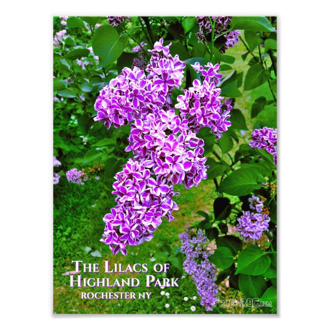 Photo Print (Exact Size) - Purple Lilacs Highland (Front)