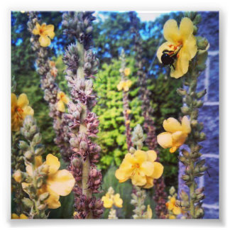photo print of a bubble bee in a wild flower