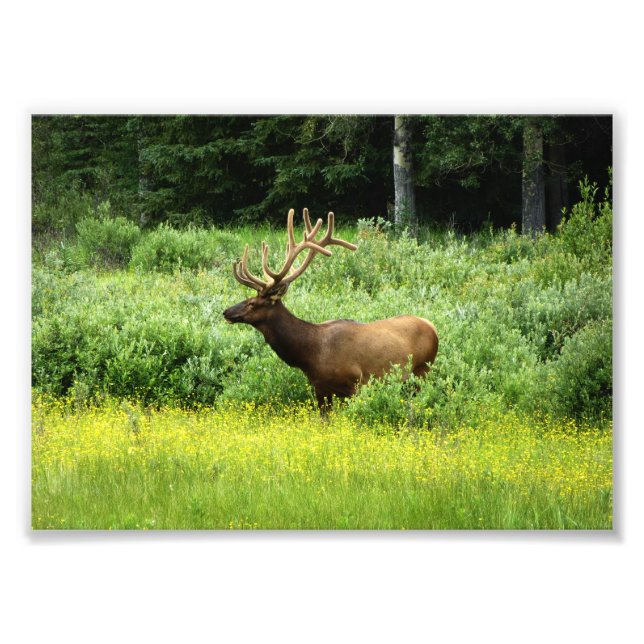 Photo Print of a Handsome Elk (Front)