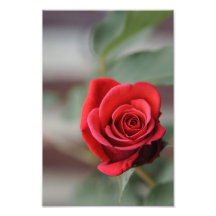 Photo Print Red Rose Elegance Photography
