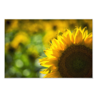 Photo Print Sunflower Elegance
