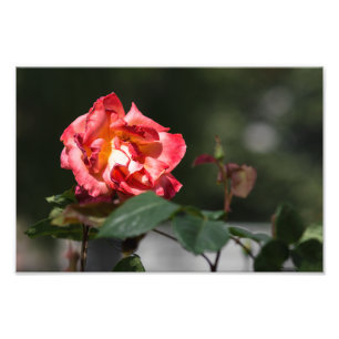 Photo Print The Withering Rose
