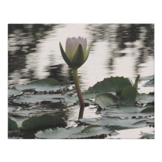 Photo print wall art - Water Lily