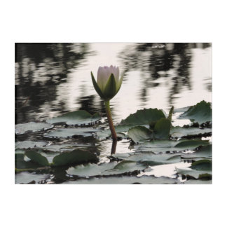 Photo print wall art - Water Lily