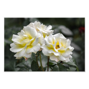 Photo Print White Roses Photography