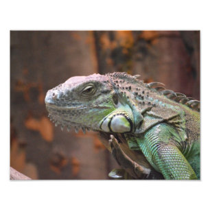 Photo print with colourful Iguana lizard
