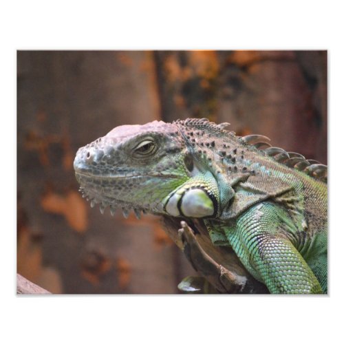 Photo print with colourful Iguana lizard