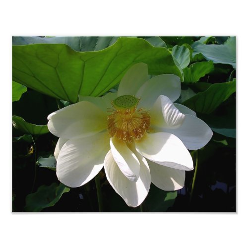 Photo Print with delicate white Lotus Flower