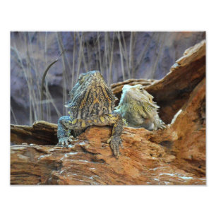 Photo print with two curious lizards