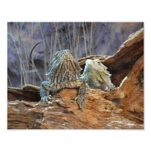 Photo print with two curious lizards