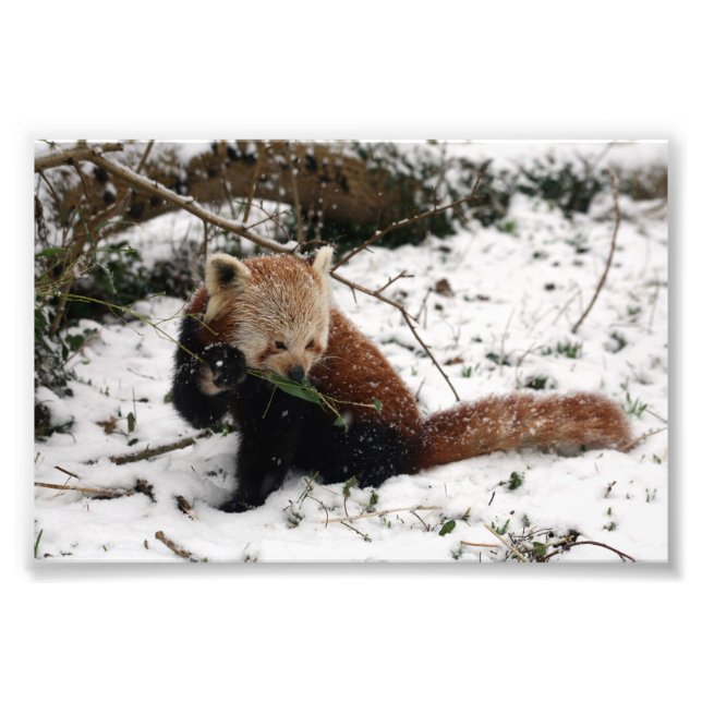 Photo - red panda 2 print (Front)