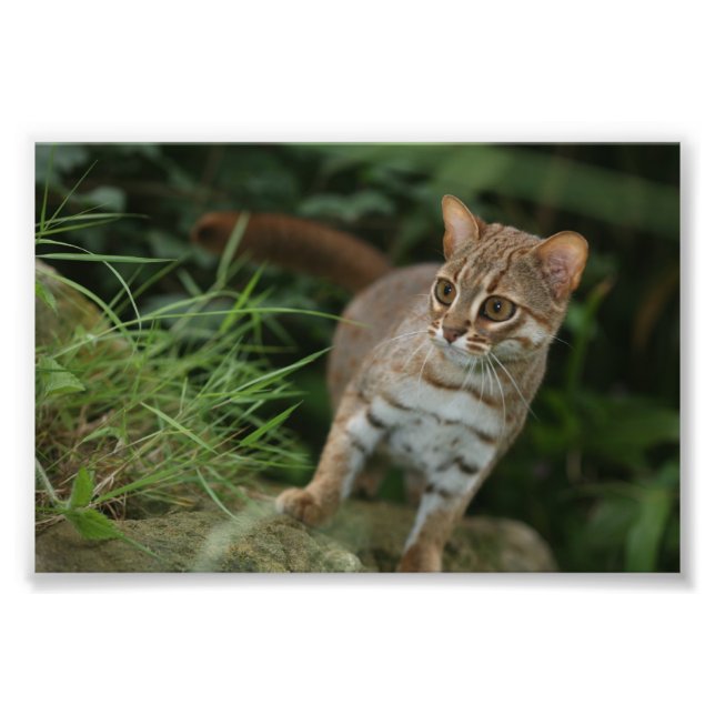 Photo - rusty spotted cat (Front)
