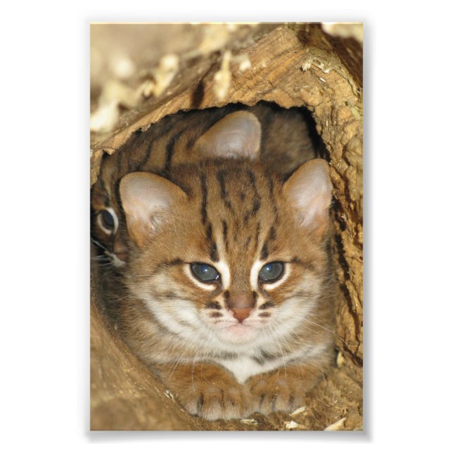 Photo - rusty spotted cat 2 print (Front)