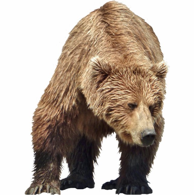 Photo Sculpture of grizzly bear (Front)